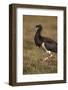 Abdim's Stork (Ciconia Abdimii), Ngorongoro Crater, Tanzania, East Africa, Africa-James Hager-Framed Photographic Print