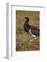 Abdim's Stork (Ciconia Abdimii), Ngorongoro Crater, Tanzania, East Africa, Africa-James Hager-Framed Photographic Print