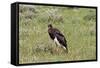 Abdims Stork at Etosha National Park-Circumnavigation-Framed Stretched Canvas