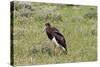 Abdims Stork at Etosha National Park-Circumnavigation-Stretched Canvas