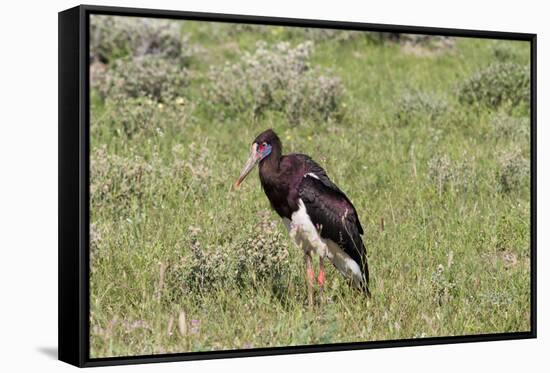 Abdims Stork at Etosha National Park-Circumnavigation-Framed Stretched Canvas