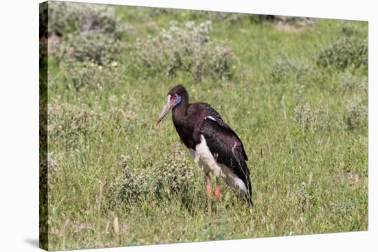 Abdims Stork at Etosha National Park-Circumnavigation-Stretched Canvas