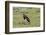 Abdims Stork at Etosha National Park-Circumnavigation-Framed Photographic Print