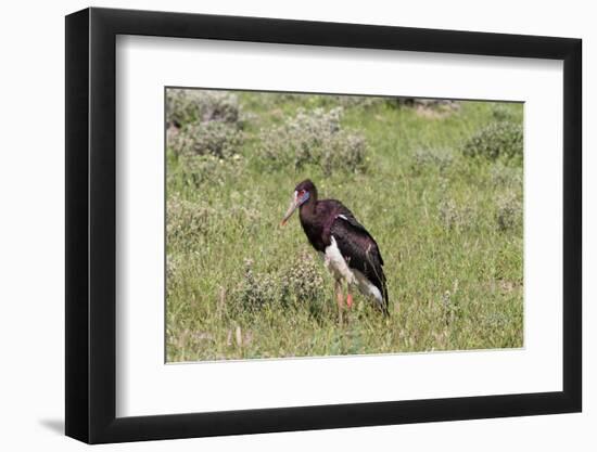 Abdims Stork at Etosha National Park-Circumnavigation-Framed Photographic Print