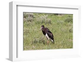 Abdims Stork at Etosha National Park-Circumnavigation-Framed Photographic Print