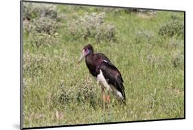 Abdims Stork at Etosha National Park-Circumnavigation-Mounted Photographic Print