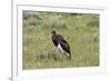 Abdims Stork at Etosha National Park-Circumnavigation-Framed Photographic Print