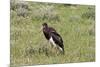 Abdims Stork at Etosha National Park-Circumnavigation-Mounted Photographic Print