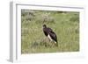 Abdims Stork at Etosha National Park-Circumnavigation-Framed Photographic Print