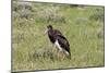 Abdims Stork at Etosha National Park-Circumnavigation-Mounted Photographic Print