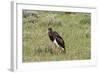 Abdims Stork at Etosha National Park-Circumnavigation-Framed Photographic Print