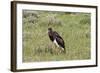 Abdims Stork at Etosha National Park-Circumnavigation-Framed Photographic Print