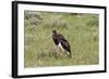 Abdims Stork at Etosha National Park-Circumnavigation-Framed Photographic Print