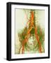 Abdominal Arteries, X-ray-null-Framed Photographic Print