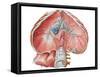 Abdominal Surface of Diaphragm-Stocktrek Images-Framed Stretched Canvas