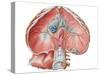 Abdominal Surface of Diaphragm-Stocktrek Images-Stretched Canvas