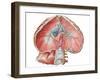 Abdominal Surface of Diaphragm-Stocktrek Images-Framed Art Print