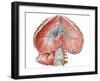 Abdominal Surface of Diaphragm-Stocktrek Images-Framed Art Print