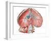 Abdominal Surface of Diaphragm-Stocktrek Images-Framed Art Print