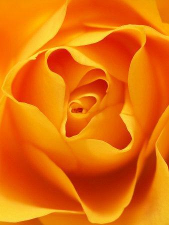 Sunflower Photographic Print Abdul Kadir Audah Allposters Com