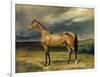 Abdul Medschid' the Chestnut Arab Horse, 1855-Carl Constantin Steffeck-Framed Giclee Print