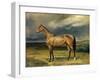 Abdul Medschid' the Chestnut Arab Horse, 1855-Carl Constantin Steffeck-Framed Giclee Print