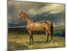Abdul Medschid' the Chestnut Arab Horse, 1855-Carl Constantin Steffeck-Mounted Giclee Print