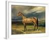 Abdul Medschid' the Chestnut Arab Horse, 1855-Carl Constantin Steffeck-Framed Giclee Print