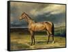 Abdul Medschid' the Chestnut Arab Horse, 1855-Carl Constantin Steffeck-Framed Stretched Canvas