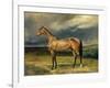 Abdul Medschid' the Chestnut Arab Horse, 1855-Carl Constantin Steffeck-Framed Giclee Print