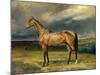 Abdul Medschid' the Chestnut Arab Horse, 1855-Carl Constantin Steffeck-Mounted Giclee Print