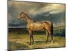 Abdul Medschid' the Chestnut Arab Horse, 1855-Carl Constantin Steffeck-Mounted Premium Giclee Print