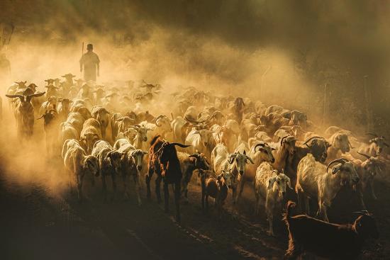 Premium Photographic Print, , large