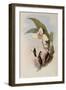 Abeille's Flutterer, Myiabeillia Typica-John Gould-Framed Giclee Print