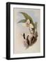 Abeille's Flutterer, Myiabeillia Typica-John Gould-Framed Giclee Print