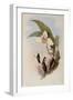 Abeille's Flutterer, Myiabeillia Typica-John Gould-Framed Giclee Print