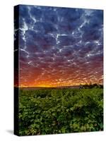 Abeja Winery at Dawn, Walla Walla, Washington, USA-Richard Duval-Stretched Canvas