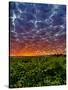 Abeja Winery at Dawn, Walla Walla, Washington, USA-Richard Duval-Stretched Canvas