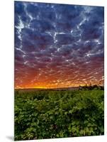 Abeja Winery at Dawn, Walla Walla, Washington, USA-Richard Duval-Mounted Photographic Print
