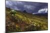 Aberdares Kenya-Charles Bowman-Mounted Photographic Print