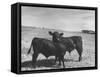 Aberdeen-Angus Bull Calves Standing in a Pasture-null-Framed Stretched Canvas