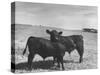 Aberdeen-Angus Bull Calves Standing in a Pasture-null-Stretched Canvas