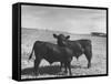 Aberdeen-Angus Bull Calves Standing in a Pasture-null-Framed Stretched Canvas