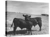 Aberdeen-Angus Bull Calves Standing in a Pasture-null-Stretched Canvas