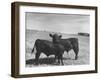 Aberdeen-Angus Bull Calves Standing in a Pasture-null-Framed Photographic Print