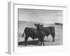 Aberdeen-Angus Bull Calves Standing in a Pasture-null-Framed Photographic Print