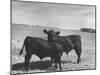 Aberdeen-Angus Bull Calves Standing in a Pasture-null-Mounted Photographic Print