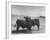 Aberdeen-Angus Bull Calves Standing in a Pasture-null-Framed Photographic Print