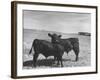 Aberdeen-Angus Bull Calves Standing in a Pasture-null-Framed Photographic Print