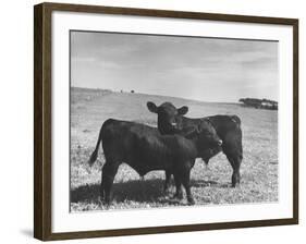 Aberdeen-Angus Bull Calves Standing in a Pasture-null-Framed Photographic Print